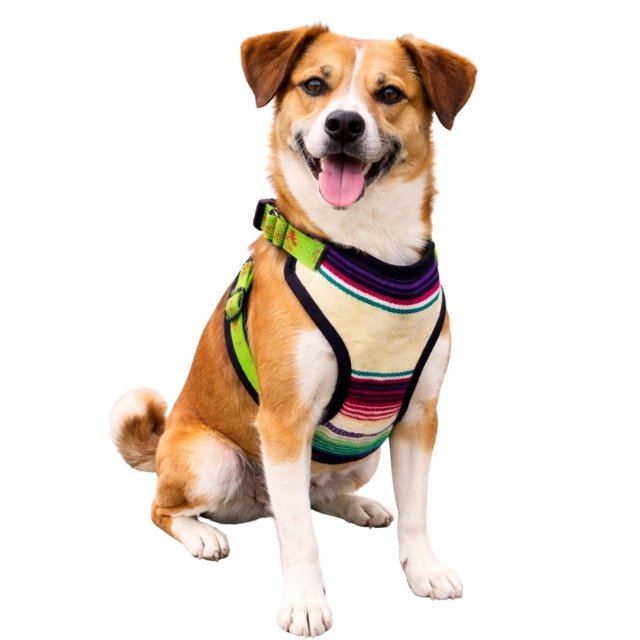 Pecheras FLOMM Pets Style